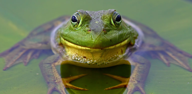 Bullfrog