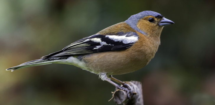 Chaffinch