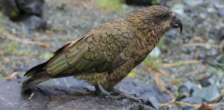 Kea