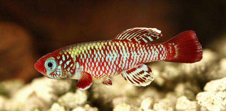 Killifish