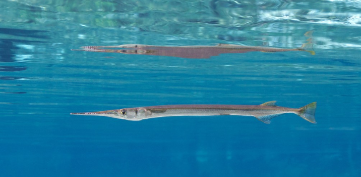 Needlefish