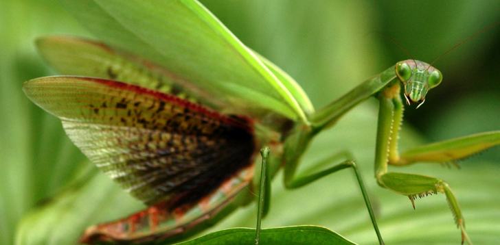 Praying-Mantis
