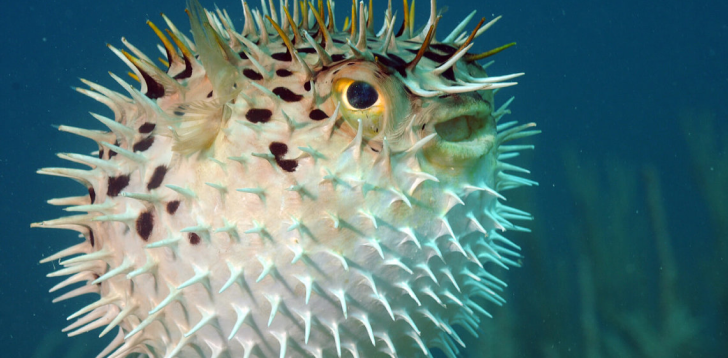 Pufferfish
