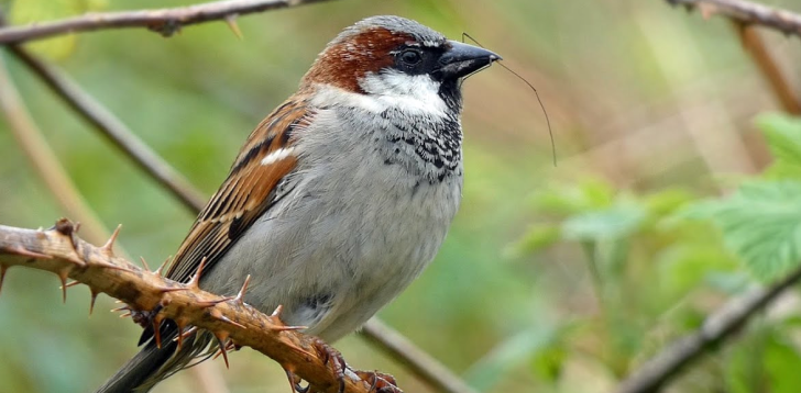 Sparrow